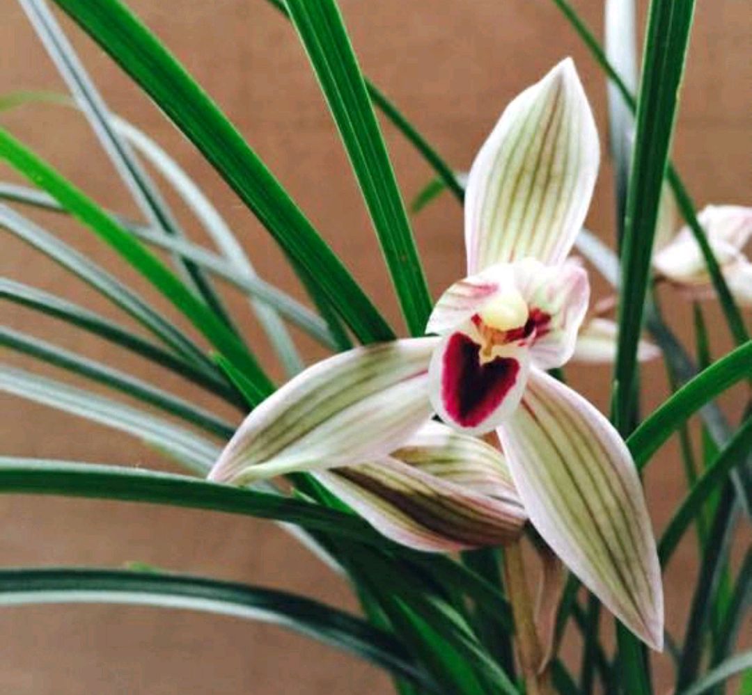 心心相印兰花叶子有什么特点,心心相印兰花怎么养才能旺盛