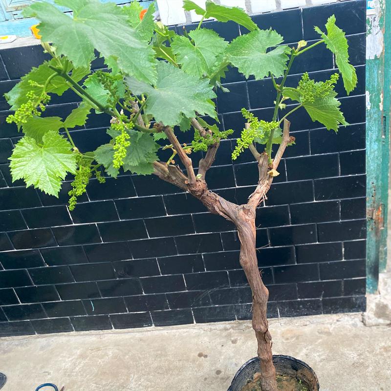 让葡萄爬满院子怎样栽培,第一年的葡萄如何爬满架