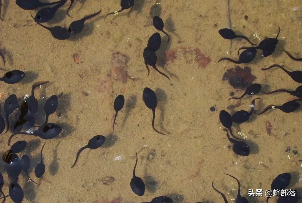 2021农村投资什么行业前景好,2019农村创业好项目投资小利润大