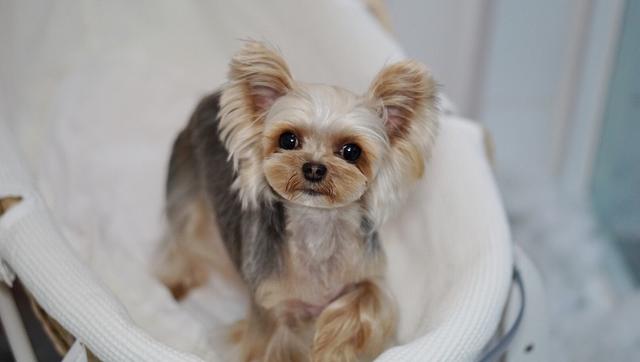 狗狗进了宠物店为什么就很温顺呢,狗狗害怕去宠物店