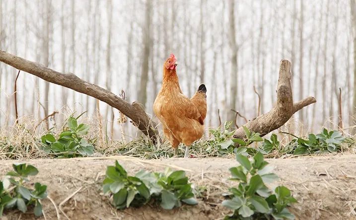 “全村的希望”：我帮“留守老人”卖土特产，收购价主动涨五元