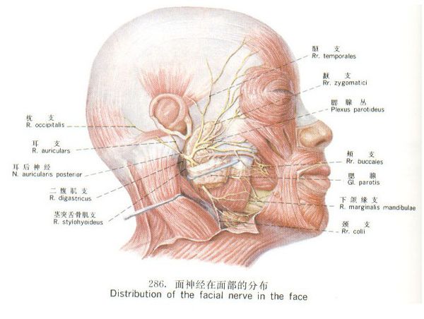 面神经炎和面瘫的区别,面神经炎吃什么药