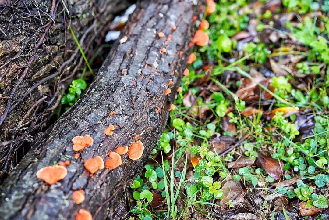 clubmed桂林度假,桂林clubmed度假村坑吗