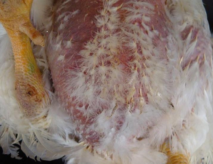 鸡腹水是什么原因,鸡腹水肝大