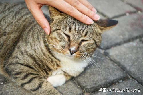 不是《武林秘籍》是《撸猫秘籍》，猫咪被撸时最爱的7个位置