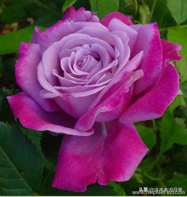 稀有月季蓝色妖姬,颜色比较稀有月季有哪些品种