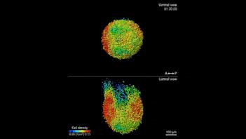鹦鹉胚胎发育图,早期胚胎的发育全过程视频