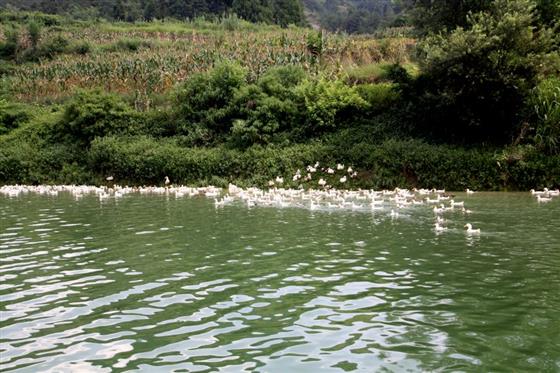 黄山的金凤凰,山沟里的金凤凰湖北