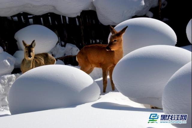 哈尔滨冰雪节4大活动,哈尔滨冰雪季活动在哪里