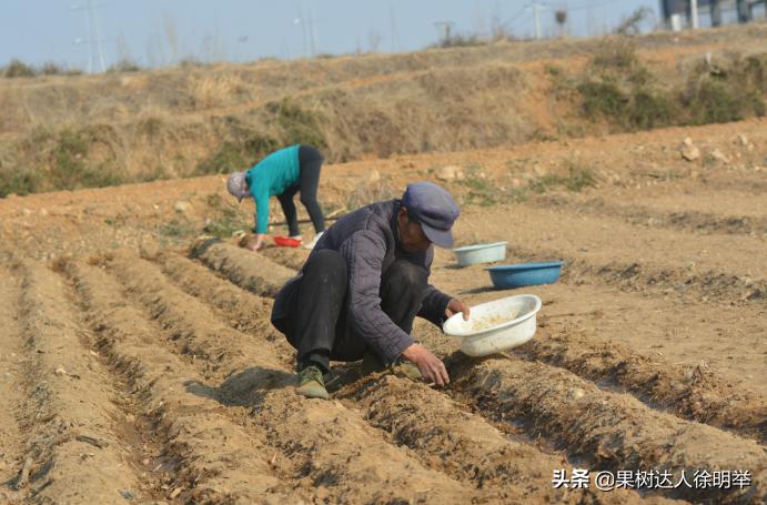 桃树种子播种繁殖的还需要嫁接吗,六月嫁接春季栽的小桃树可以吗