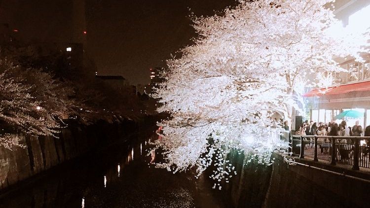 日本东京目黑川樱花,日本目黑川樱花美景