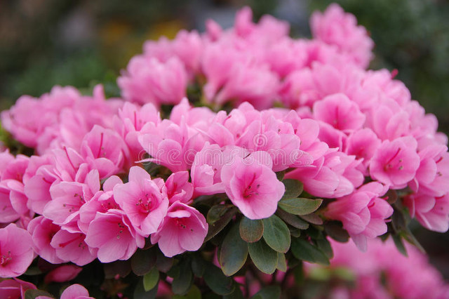 啼血杜鹃诗词,形容杜鹃花的散文