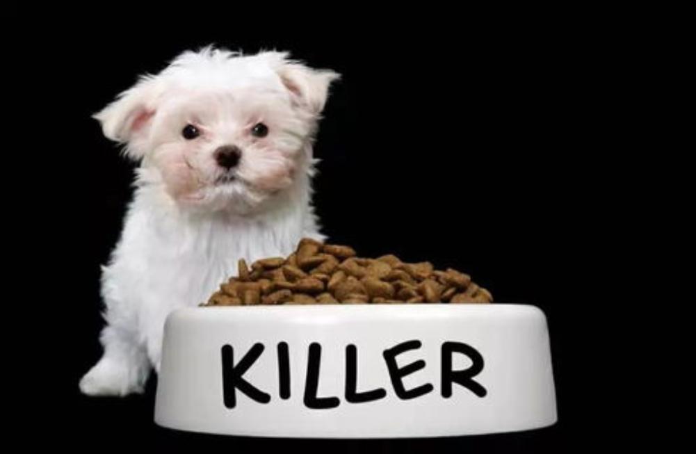 30只宠物狗意外死亡,什么牌子的狗粮把狗吃死了