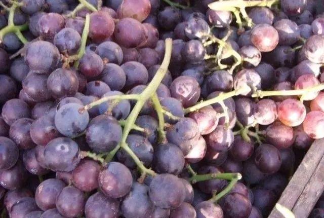 尿酸高吃低嘌呤的食物有哪些,经常吃低嘌呤的食物尿酸会降低吗