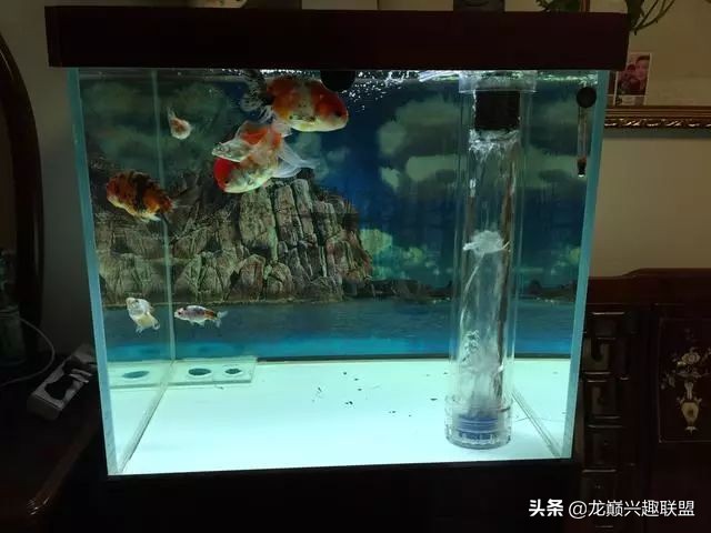 垃圾桶旁边的四方鱼缸,捡回去养了一缸金鱼,别说还挺不错