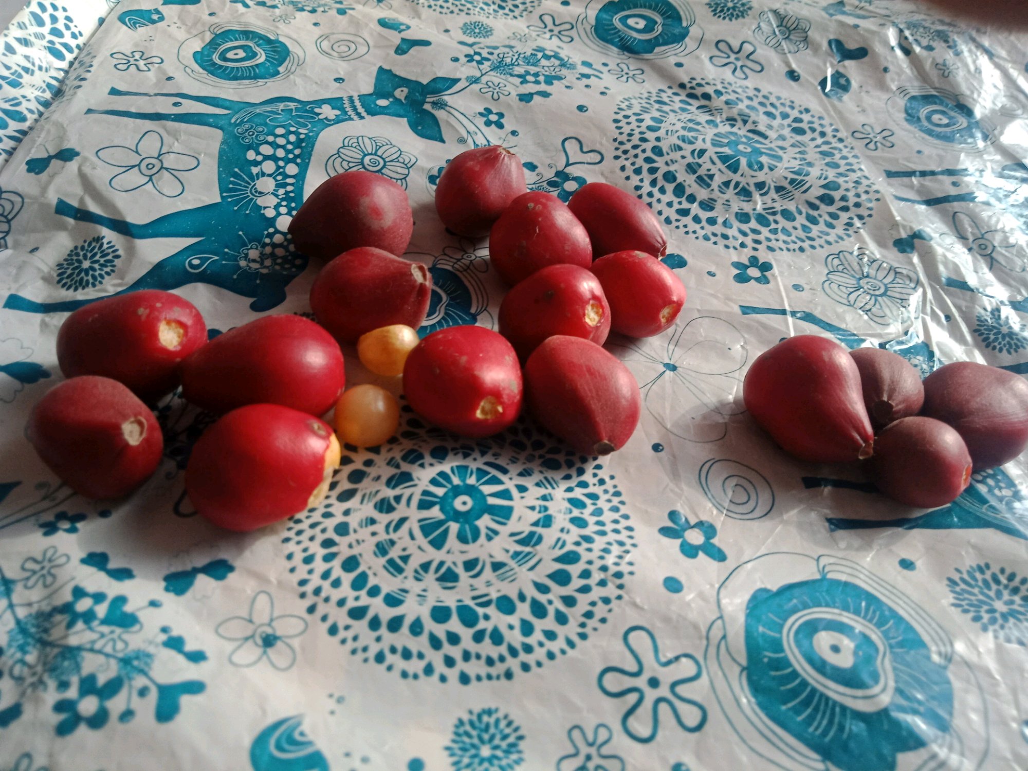 君子兰种子可以用椰糠培育吗,干透的君子兰种子怎样播种