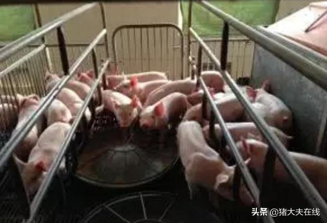 养猪场的猪要注意什么,每日分享养猪小知识帮助养好猪