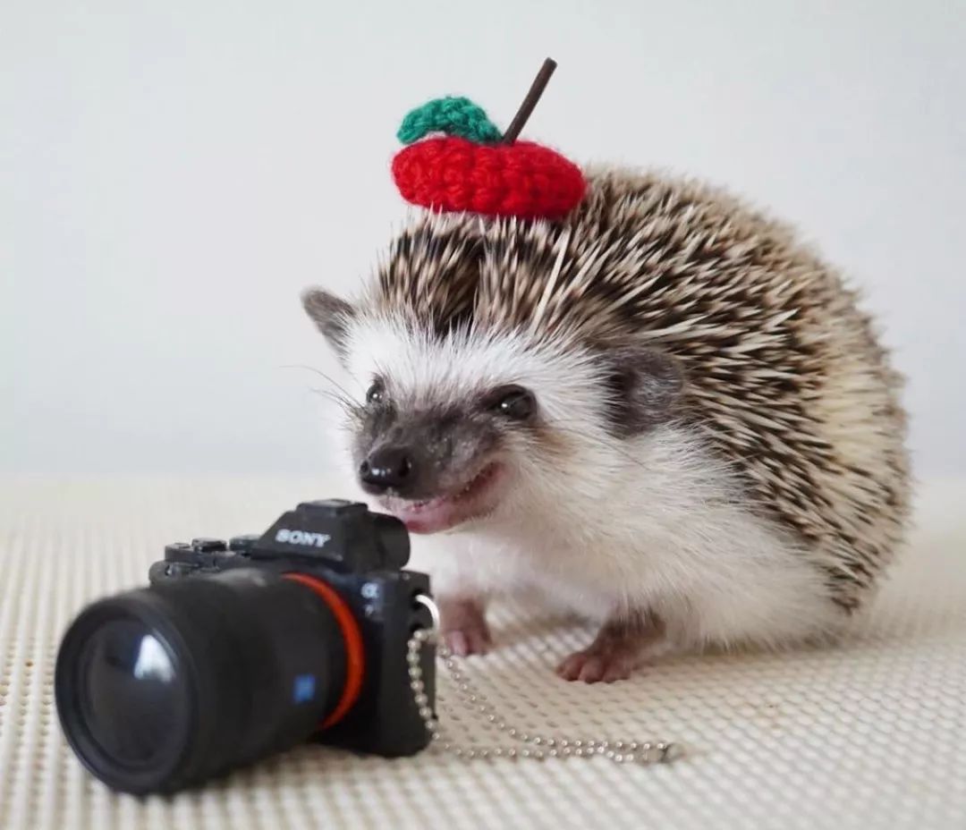 养一只戏精宠物是什么体验,养了一只小狐狸是什么体验