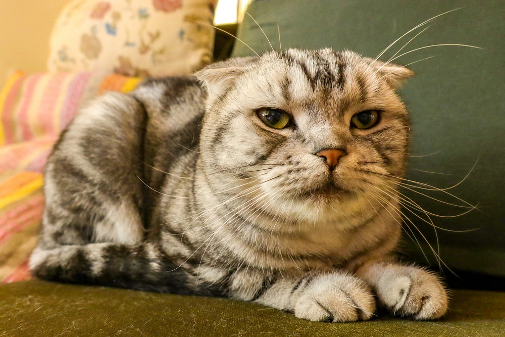 高性能高画质G5XM2轻便摄影焕新体验