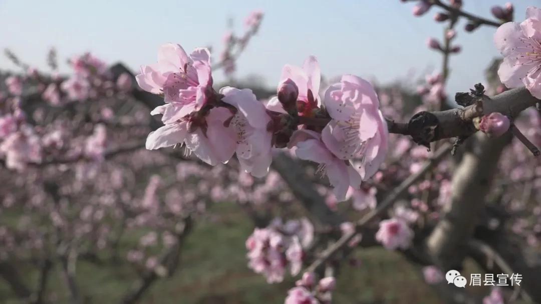 眉县花开的地方,眉县槐芽镇踏青赏花