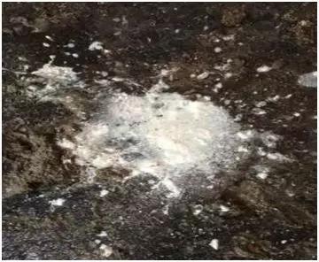 母猪排石灰尿，什么原因，怎么治？