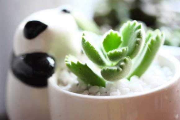 在家里做又简单又好看的花盆,花盆也能自己做省钱环保又新意