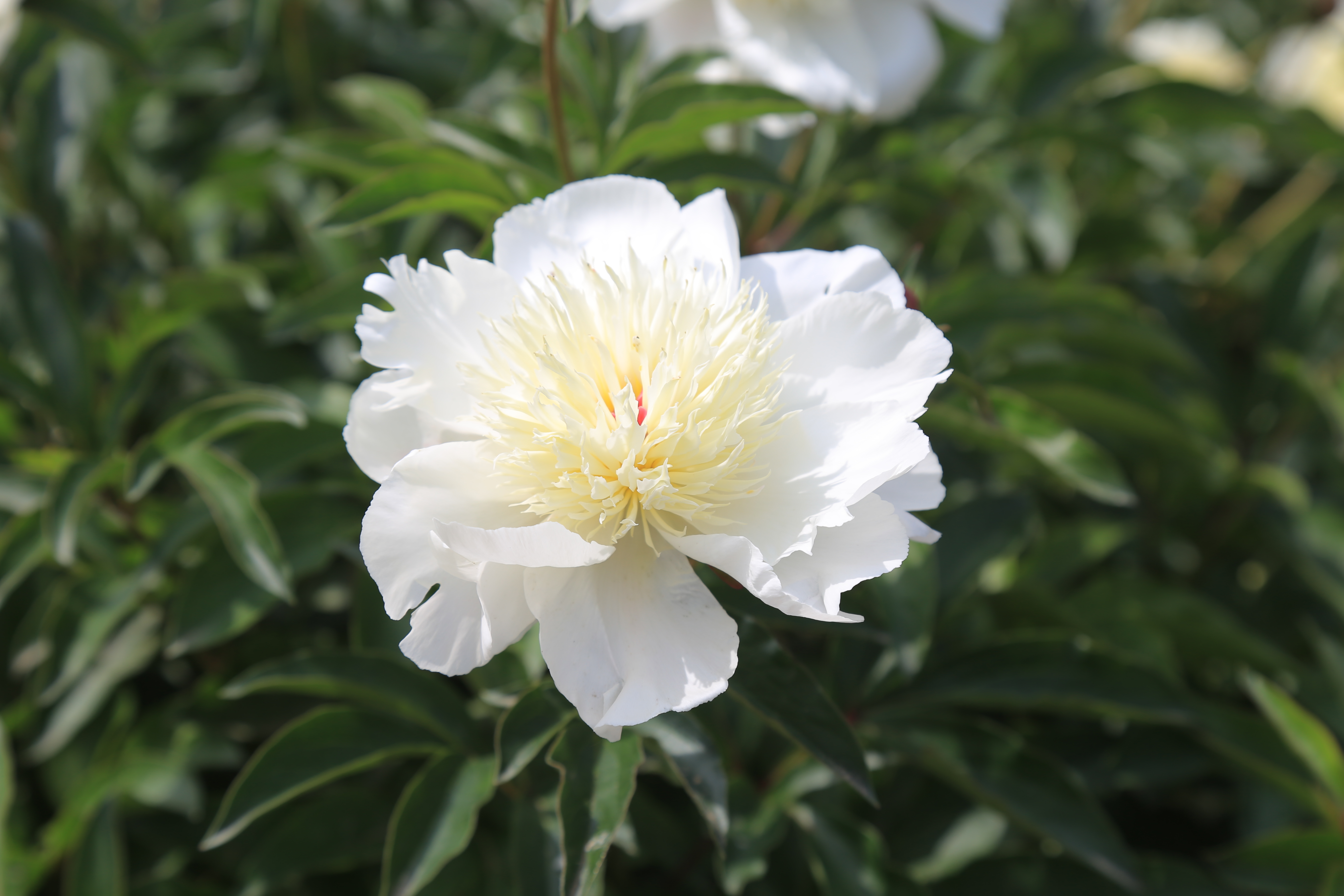 莫道春深百花残芍药花开正芬芳