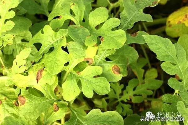 西瓜病虫害防治方法,盆栽西瓜怎么预防虫害