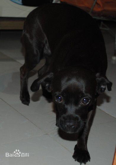 小型犬品种大全及图片柯基犬,不掉毛无体味性格温顺的小型犬