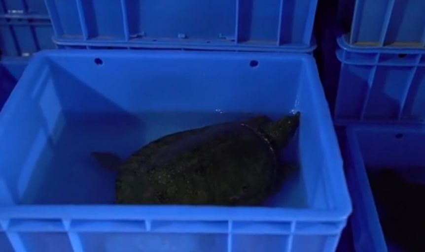 运输鲜活水产品中途死亡,甲鱼零售市场