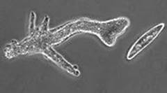 舌尖上的进化史：21亿年前的吃货细菌，最终演化成人类