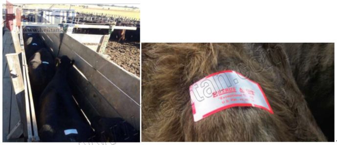 繁育母牛一年的利润,母牛如何做到一年一个犊