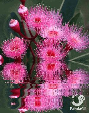 几十张绝美的图,绝美花的倒影100张图片