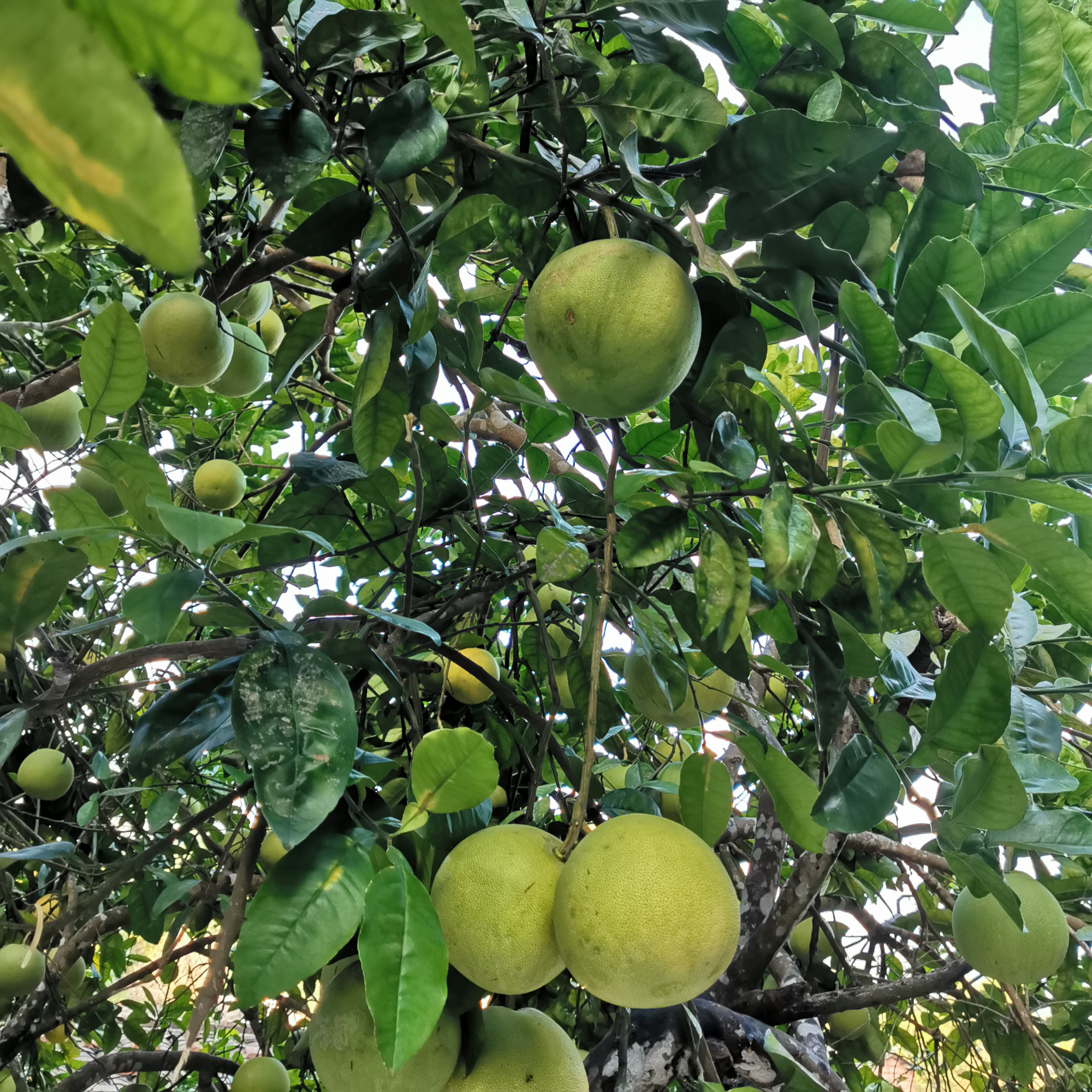 为何柚子树会掉小果,为什么种了几年的柚子不结果