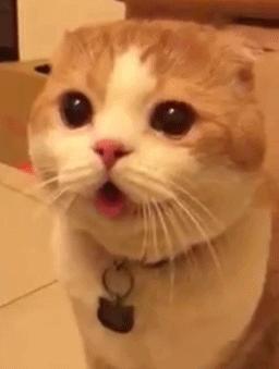 猫咪独自在家怕乱跑怎么办,猫咪独自在家孤单怎么办