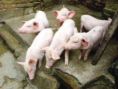 老猪场改造养猪要什么手续,招远市养猪政策