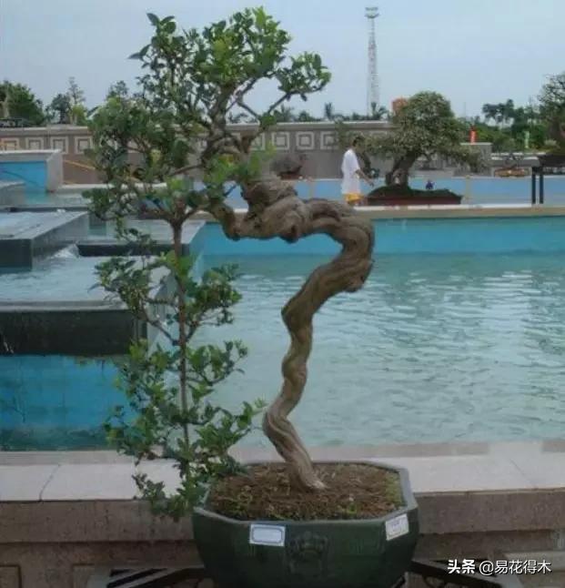 金银花黄叶子有黑斑是怎么回事,金银花现在发黄是啥原因