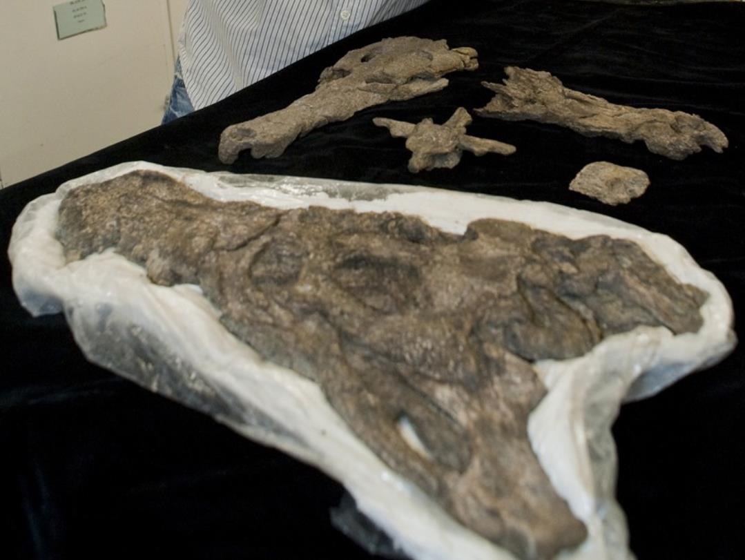 泰坦巨蟒把鳄鱼吞进肚子里,泰坦巨蟒被鳄鱼咬住了身体