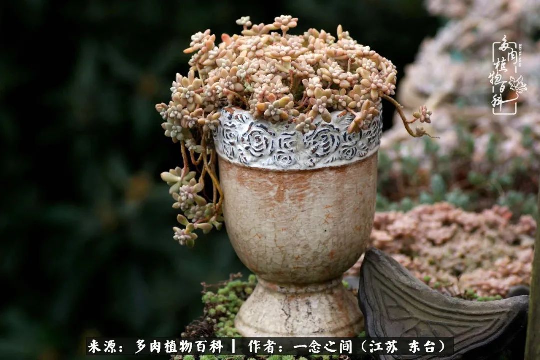 一见多肉误终生,一见多肉误终生从此入了养花坑