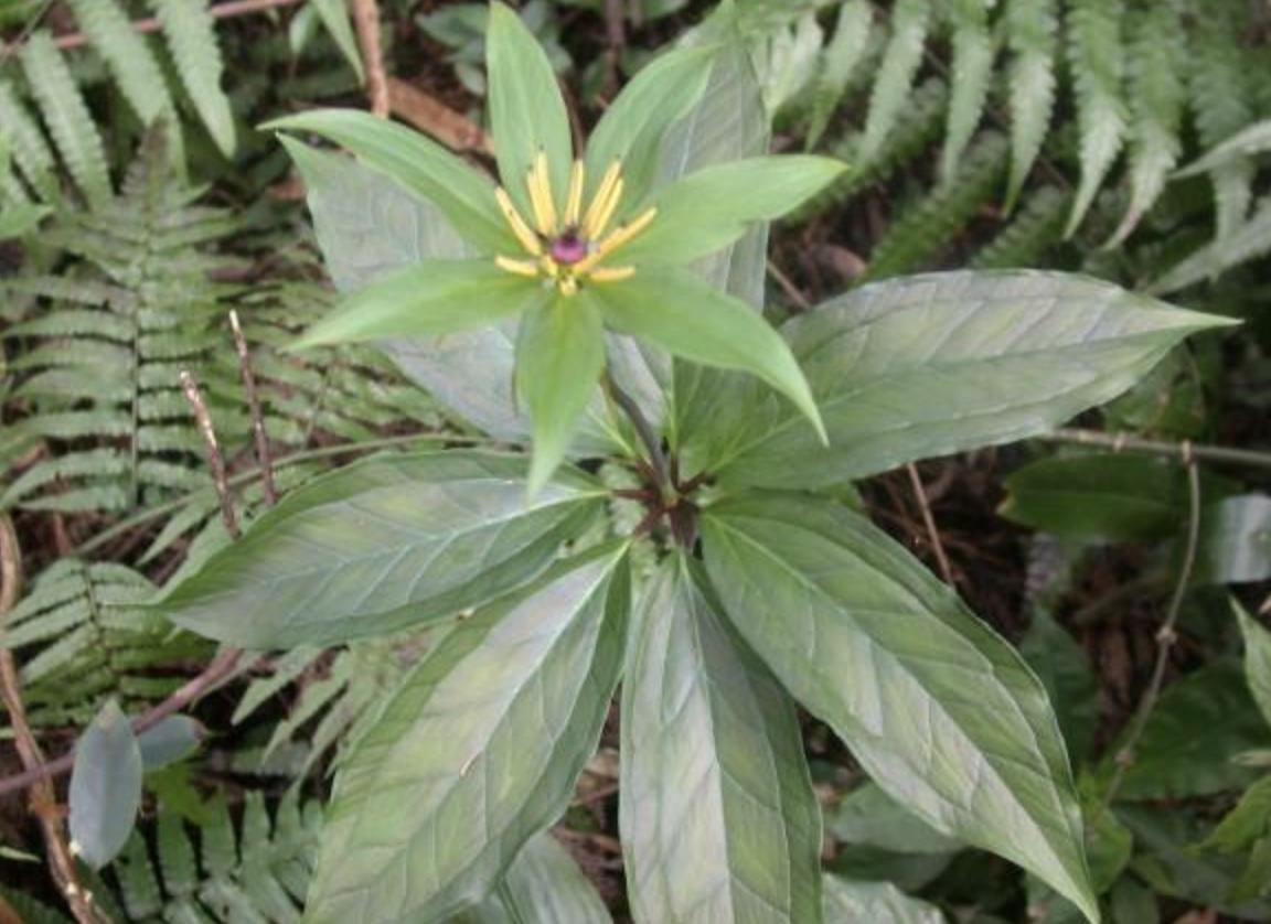 植物花草七叶莲,野生七叶莲一般生长在什么环境