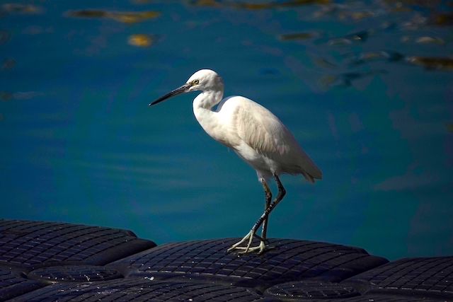 中医调理失眠心烦气躁,抑郁焦虑双向情感障碍的问题解释