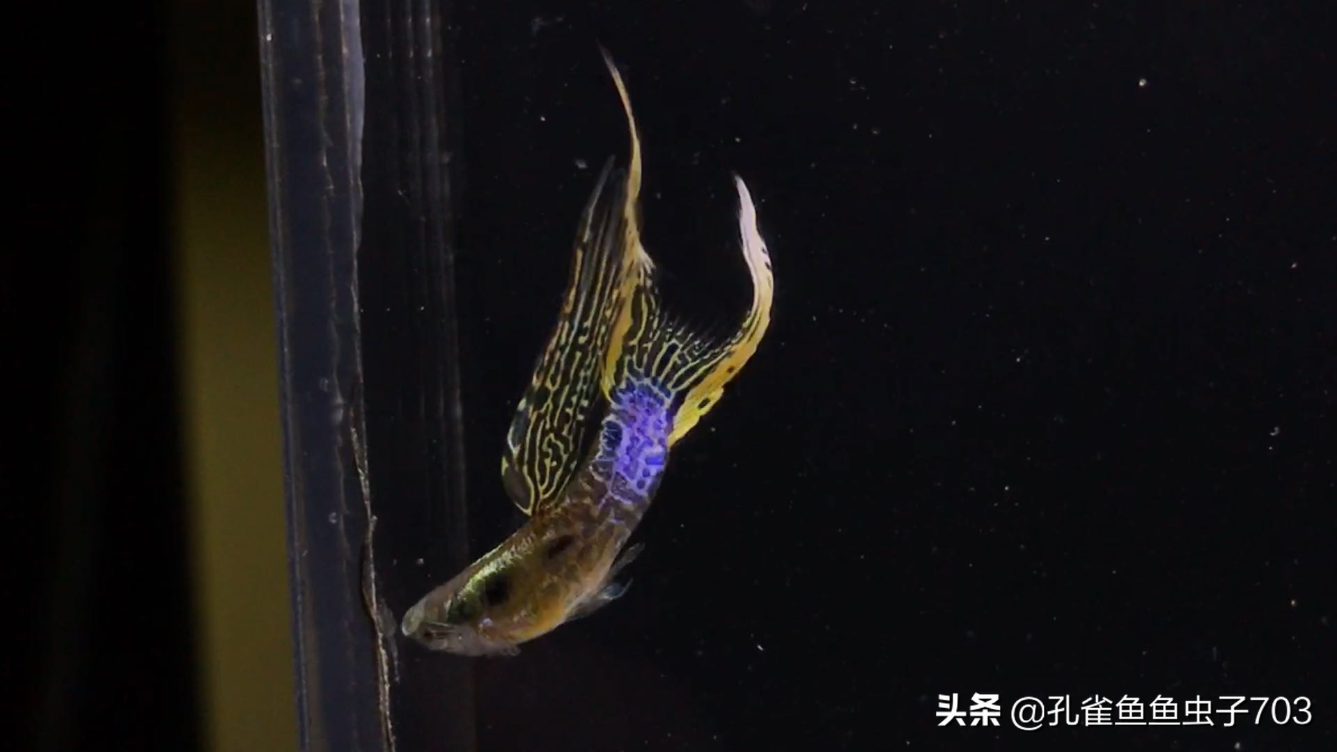 孔雀鱼喂食器制作方法,孔雀鱼怀孕怎么喂食