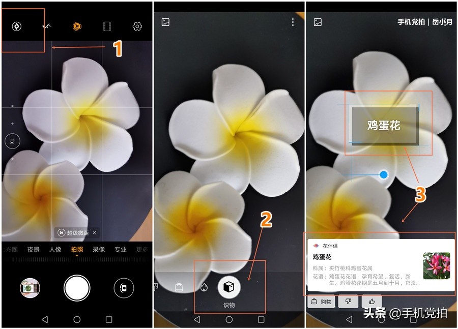 如何拍照识别花草植物,如何扫一扫快速识别花草