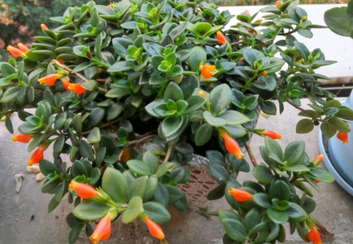 土培金鱼吊兰改水培要去根吗,金鱼吊兰如何养成粗壮的枝干