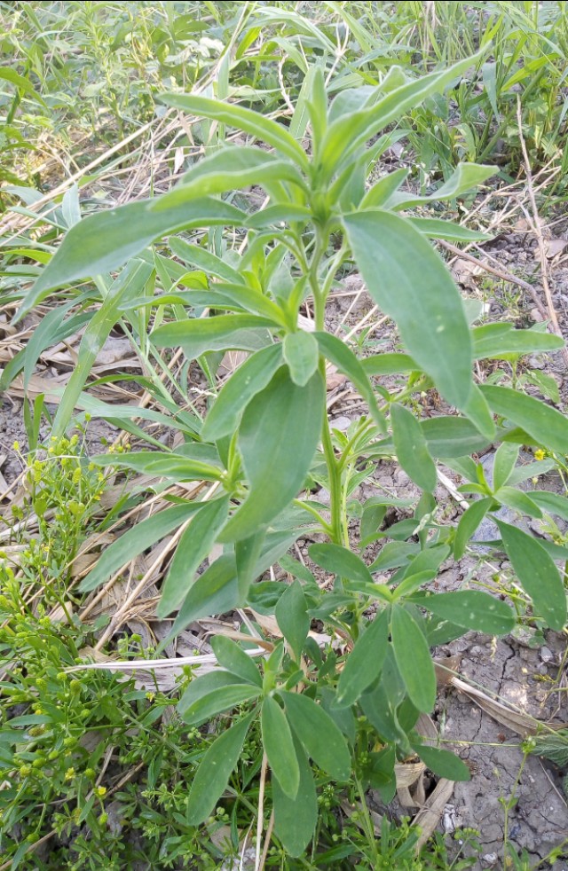 小扫帚野菜有什么营养,野菜铁扫帚可以吃吗