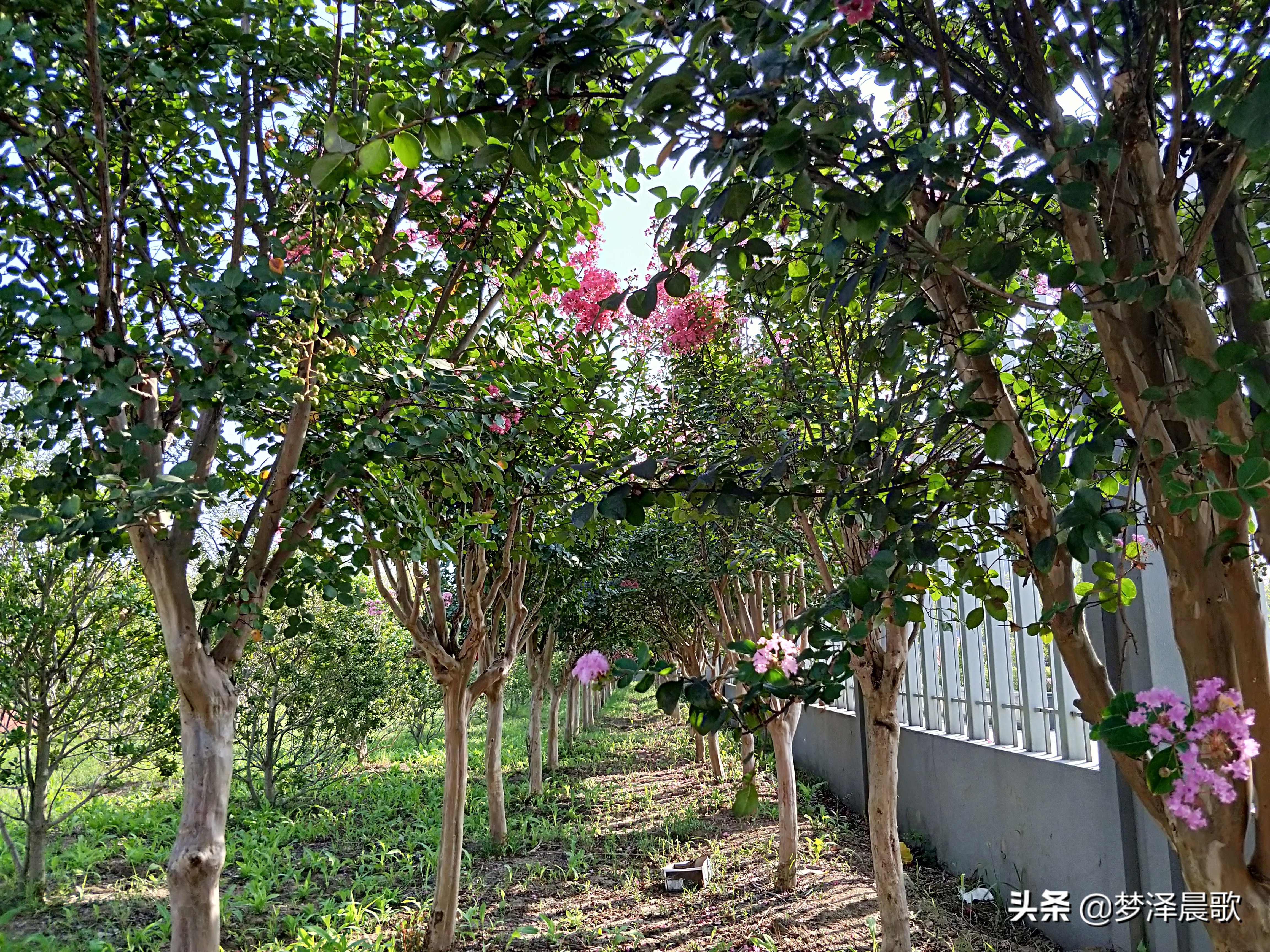 弘扬传统文化打造书香校园图片,传承红色基因创建绿美校园