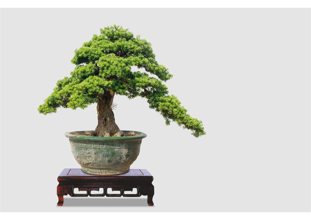 罗汉松树冬季黄叶枯枝正常吗,罗汉松叶子发霉黄叶怎么治疗