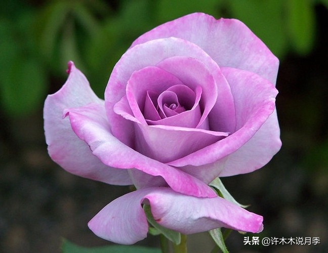 稀有月季蓝色妖姬,颜色比较稀有月季有哪些品种