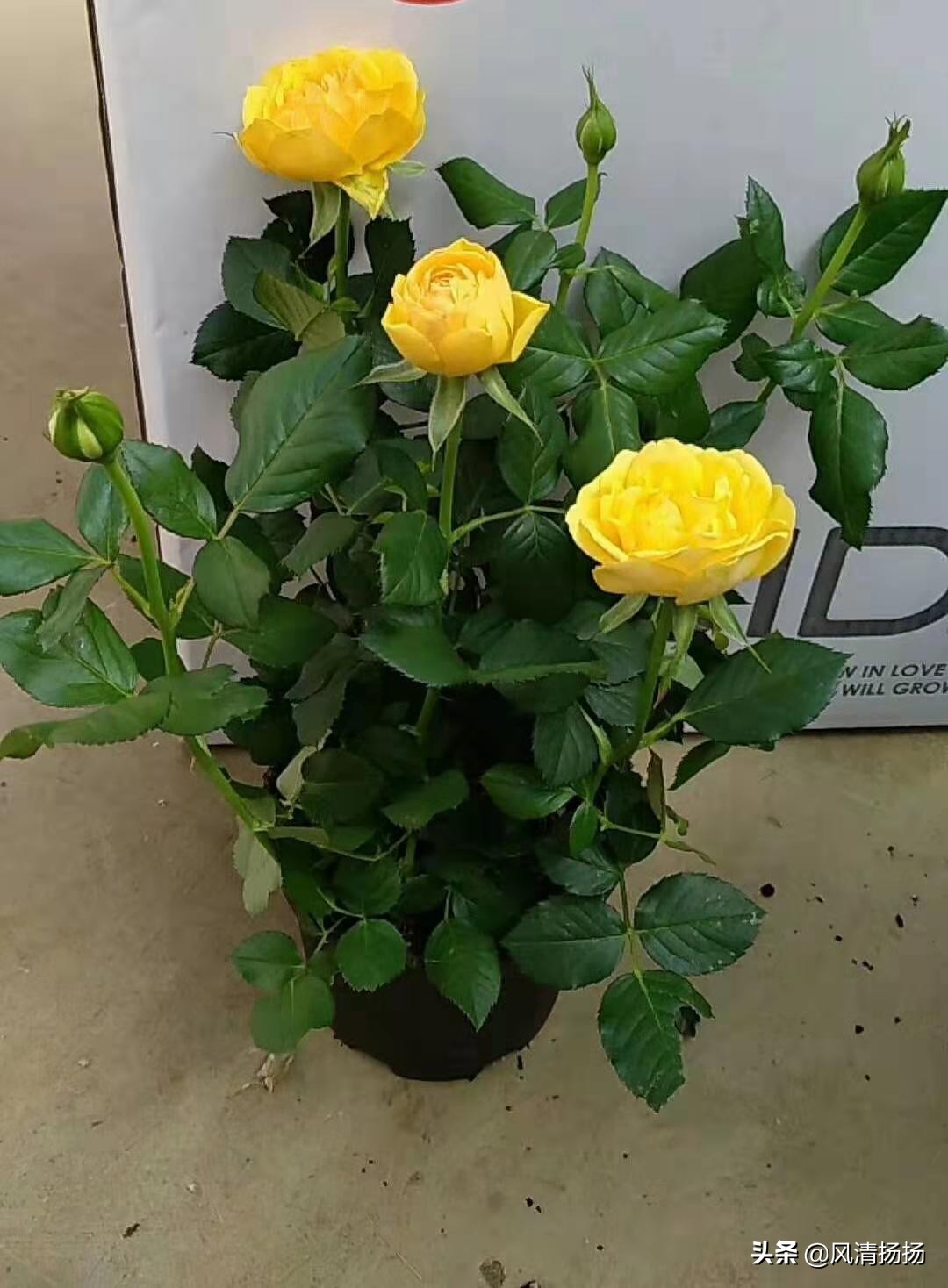 迷你小玫瑰怎样养活,迷你小玫瑰花怎么养才不会枯萎