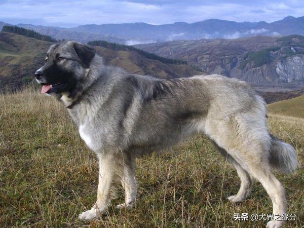 世界上5种最大的獒犬,比藏獒还厉害的10种犬